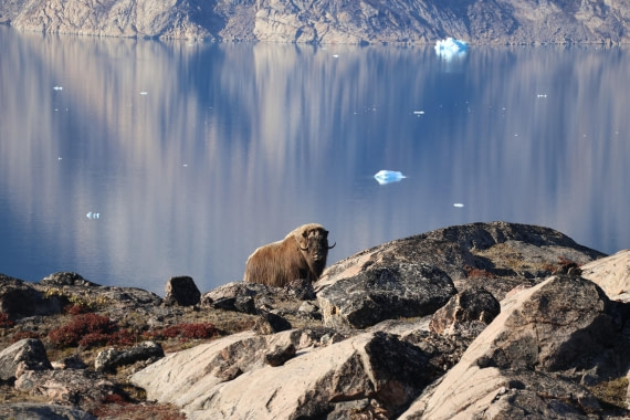 OTL12-25, Day 4, IMG_3754.JPG © Beth Hitchcock - Oceanwide Expeditions.JPG