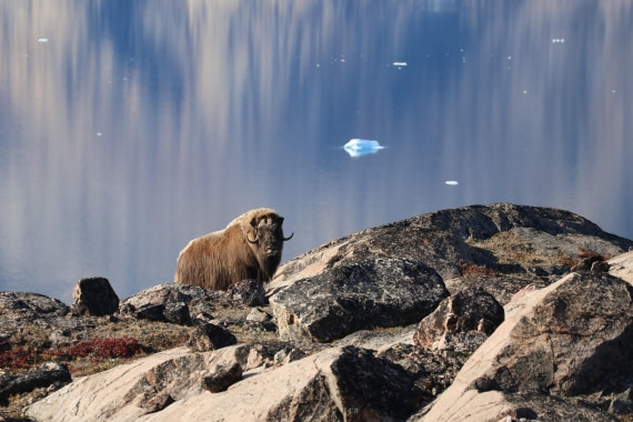 OTL12-25, Day 4, IMG_3755.JPG © Beth Hitchcock - Oceanwide Expeditions.JPG