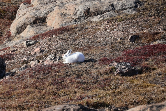 OTL12-25, Day 4, IMG_3774.JPG © Beth Hitchcock - Oceanwide Expeditions.JPG