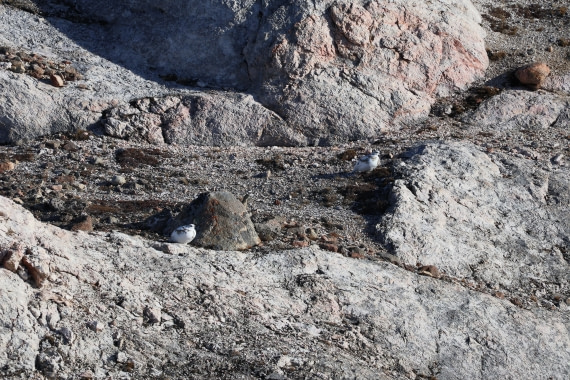 OTL12-25, Day 4, IMG_3788.JPG © Beth Hitchcock - Oceanwide Expeditions.JPG