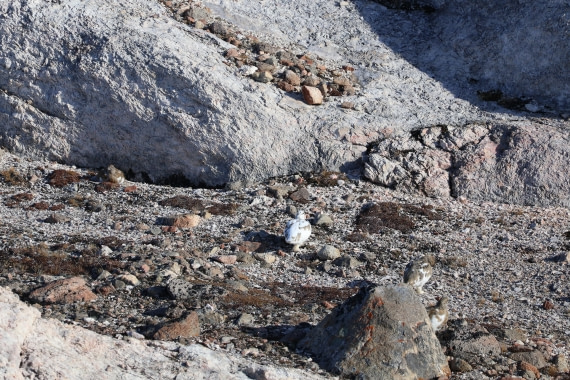 OTL12-25, Day 4, IMG_3791.JPG © Beth Hitchcock - Oceanwide Expeditions.JPG