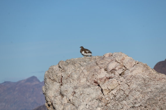 OTL12-25, Day 4, IMG_3797.JPG © Beth Hitchcock - Oceanwide Expeditions.JPG