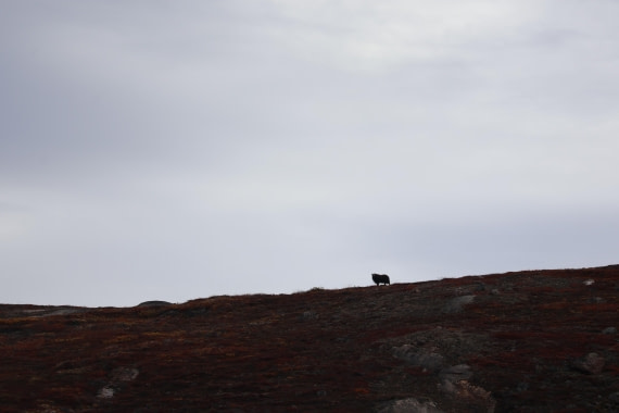 OTL12-25, Day 5, IMG_3849.JPG © Beth Hitchcock - Oceanwide Expeditions.JPG