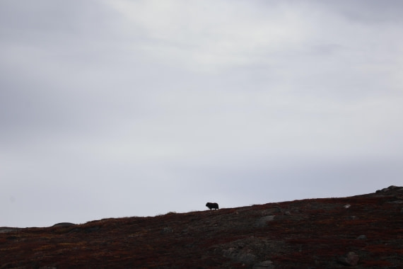 OTL12-25, Day 5, IMG_3850.JPG © Beth Hitchcock - Oceanwide Expeditions.JPG