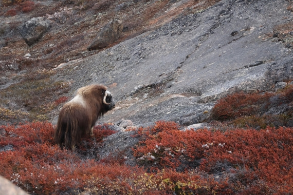 OTL12-25, Day 5, IMG_3859.JPG © Beth Hitchcock - Oceanwide Expeditions.JPG