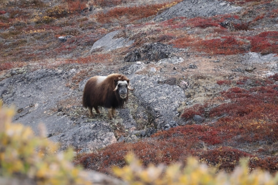 OTL12-25, Day 5, IMG_3861.JPG © Beth Hitchcock - Oceanwide Expeditions.JPG