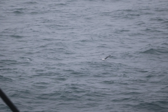 OTL12-25, Day 9, IMG_3881.JPG © Beth Hitchcock - Oceanwide Expeditions.JPG