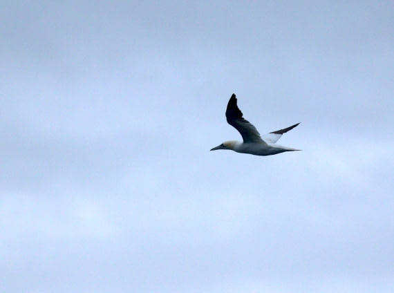 OTL12-25, Day 9, IMG_3888.JPG © Beth Hitchcock - Oceanwide Expeditions.JPG