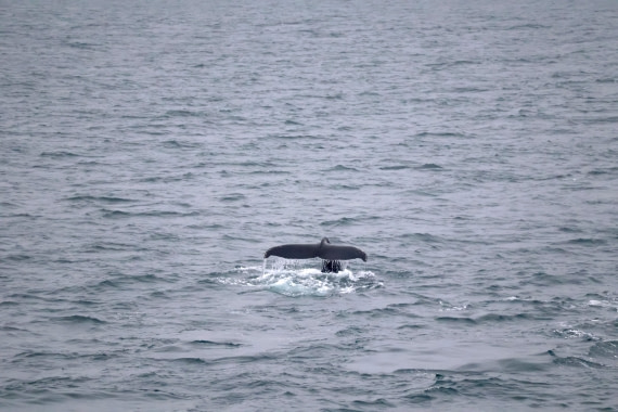 OTL12-25, Day 9, IMG_3933.JPG © Beth Hitchcock - Oceanwide Expeditions.JPG