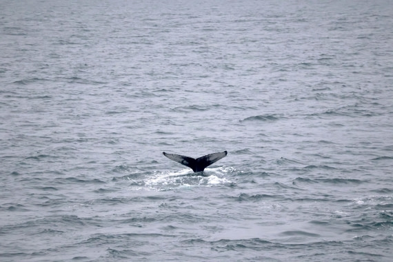 OTL12-25, Day 9, IMG_3937.JPG © Beth Hitchcock - Oceanwide Expeditions.JPG