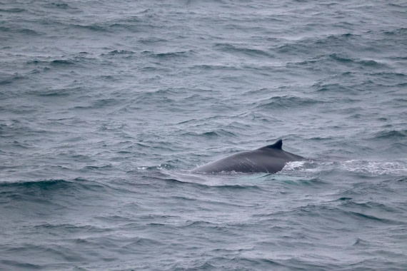 OTL12-25, Day 9, IMG_3956.JPG © Beth Hitchcock - Oceanwide Expeditions.JPG