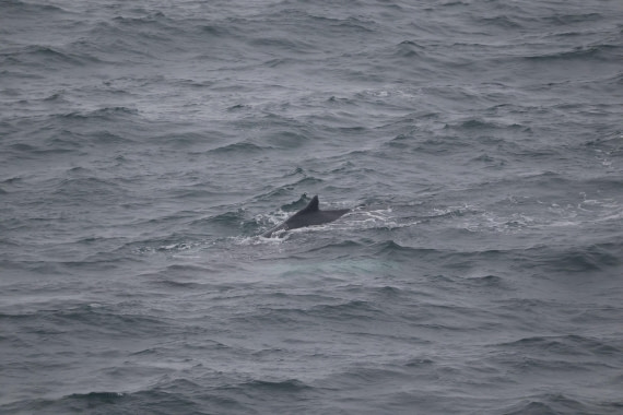 OTL12-25, Day 9, IMG_3957.JPG © Beth Hitchcock - Oceanwide Expeditions.JPG