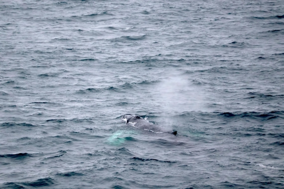 OTL12-25, Day 9, IMG_3961.JPG © Beth Hitchcock - Oceanwide Expeditions.JPG