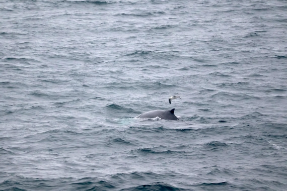 OTL12-25, Day 9, IMG_3963.JPG © Beth Hitchcock - Oceanwide Expeditions.JPG