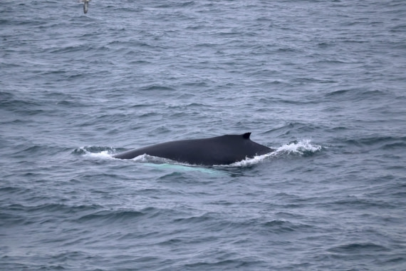 OTL12-25, Day 9, IMG_3968.JPG © Beth Hitchcock - Oceanwide Expeditions.JPG