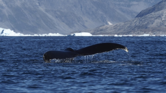 PLA12-25, Day 5, _9060063.JPG © Unknown photographer - Oceanwide Expeditions.JPG