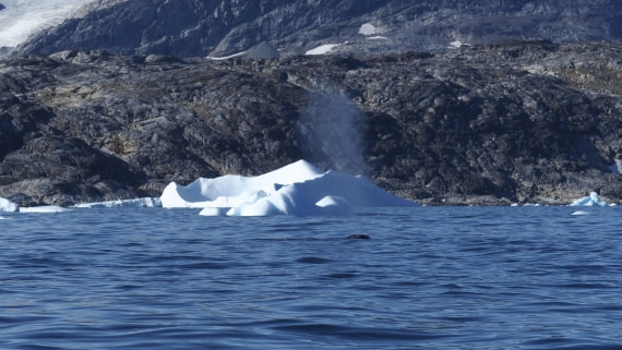 PLA12-25, Day 5, _9060169.JPG © Unknown photographer - Oceanwide Expeditions.JPG