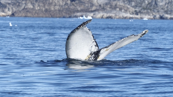 PLA12-25, Day 5, _9060244.JPG © Unknown photographer - Oceanwide Expeditions.JPG