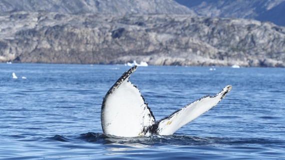 PLA12-25, Day 5, _9060245.JPG © Unknown photographer - Oceanwide Expeditions.JPG