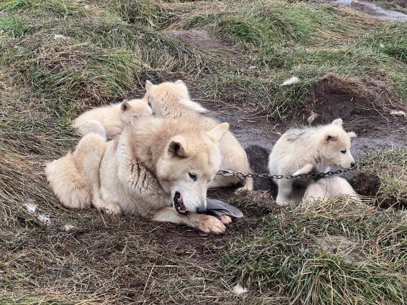 PLA12-25, Day 8,  Picture16.jpg © Unknown photographer - Oceanwide Expeditions.jpg