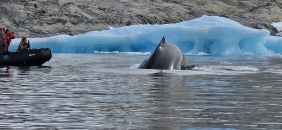 Buckelwal vor dem Zodiac