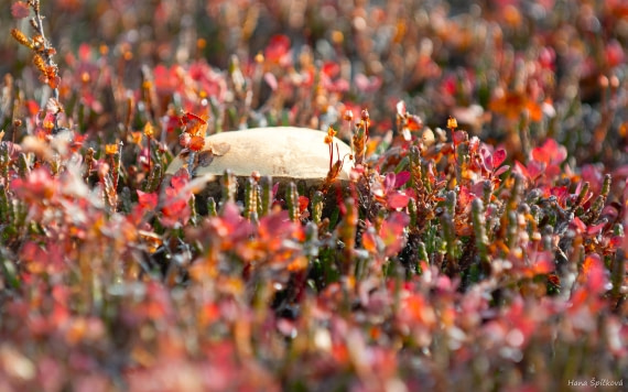 HDS12-25, Day 3,  _DSC7816 Hana.jpg © Hana Spickova - Oceanwide Expeditions.jpg
