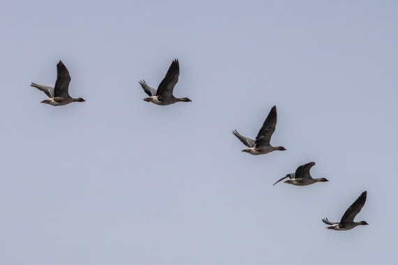 HDS12-25, Day 3,  5D5A3483.jpg © Unknown photographer - Oceanwide Expeditions.jpg