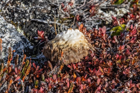 HDS12-25, Day 3,  5D5A3489.jpg © Unknown photographer - Oceanwide Expeditions.jpg