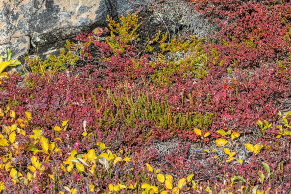 HDS12-25, Day 3,  5D5A3501.jpg © Unknown photographer - Oceanwide Expeditions.jpg