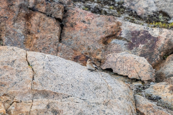 HDS12-25, Day 3,  5D5A3519.jpg © Unknown photographer - Oceanwide Expeditions.jpg