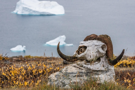 HDS12-25, Day 4,  5D5A3628.jpg © Unknown photographer - Oceanwide Expeditions.jpg