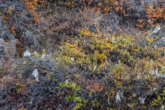 HDS12-25, Day 4,  5D5A3635.jpg © Unknown photographer - Oceanwide Expeditions.jpg