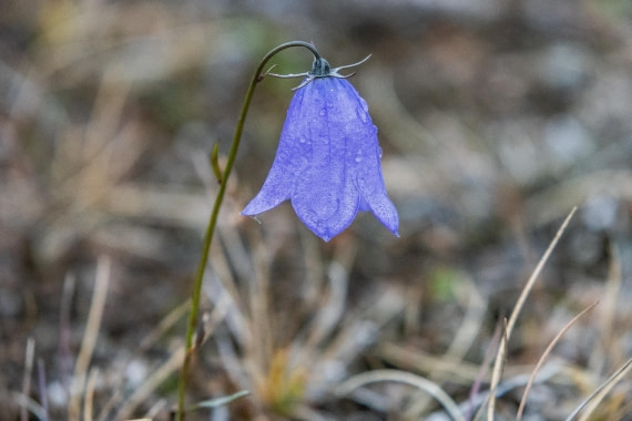 HDS12-25, Day 4,  5D5A3649.jpg © Unknown photographer - Oceanwide Expeditions.jpg
