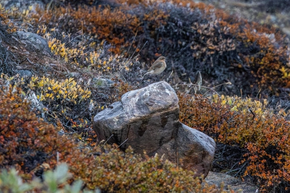 HDS12-25, Day 4,  5D5A3674.jpg © Unknown photographer - Oceanwide Expeditions.jpg