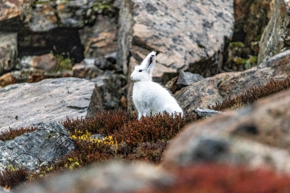HDS12-25, Day 5,  5D5A3682.jpg © Unknown photographer - Oceanwide Expeditions.jpg