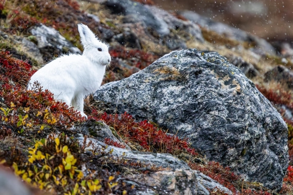 HDS12-25, Day 5,  5D5A3696.jpg © Unknown photographer - Oceanwide Expeditions.jpg