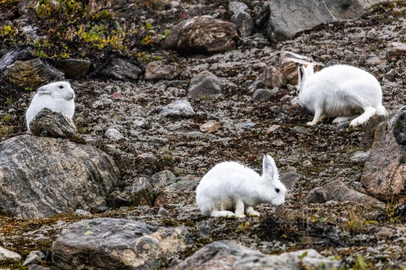 HDS12-25, Day 5,  5D5A3704.jpg © Unknown photographer - Oceanwide Expeditions.jpg