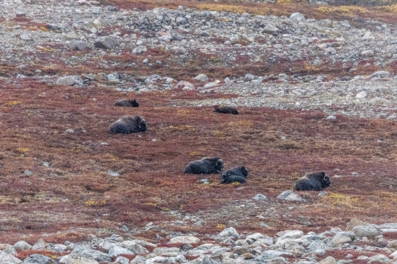 HDS12-25, Day 5,  5D5A3712.jpg © Unknown photographer - Oceanwide Expeditions.jpg