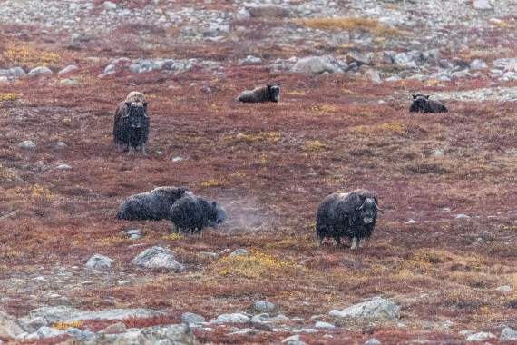 HDS12-25, Day 5,  5D5A3715.jpg © Unknown photographer - Oceanwide Expeditions.jpg