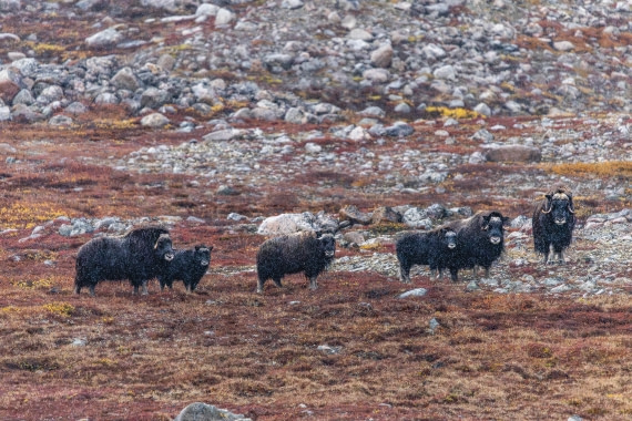 HDS12-25, Day 5,  5D5A3724.jpg © Unknown photographer - Oceanwide Expeditions.jpg