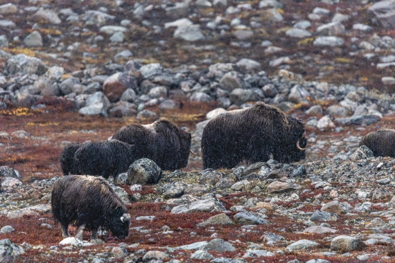HDS12-25, Day 5,  5D5A3728.jpg © Unknown photographer - Oceanwide Expeditions.jpg