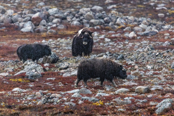 HDS12-25, Day 5,  5D5A3731.jpg © Unknown photographer - Oceanwide Expeditions.jpg