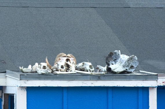 HDS12-25, Day 6,  _DSC7861 Hana.jpg © Hana Spickova - Oceanwide Expeditions.jpg