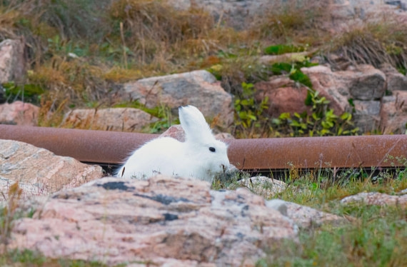 HDS12-25, Day 6,  _DSC7881 Hana.jpg © Hana Spickova - Oceanwide Expeditions.jpg