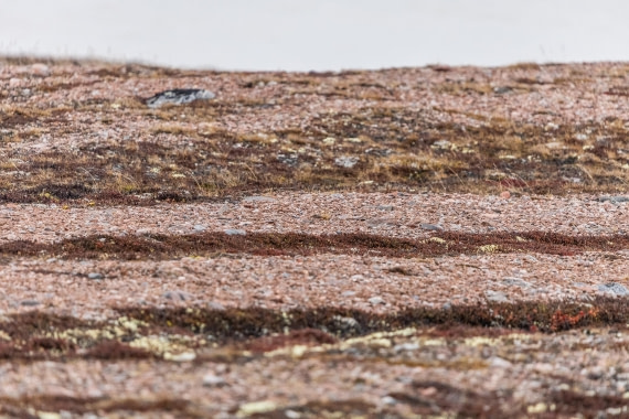 HDS12-25, Day 6,  5D5A3751.jpg © Unknown photographer - Oceanwide Expeditions.jpg