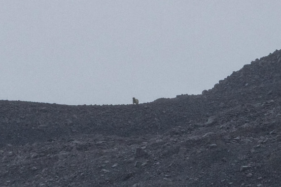 HDS12-25, Day 7,  5D5A6530.jpg © Unknown photographer - Oceanwide Expeditions.jpg