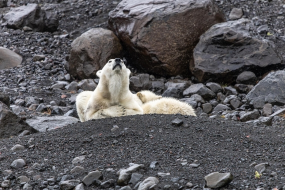 HDS12-25, Day 7,  5D5A6621.jpg © Unknown photographer - Oceanwide Expeditions.jpg