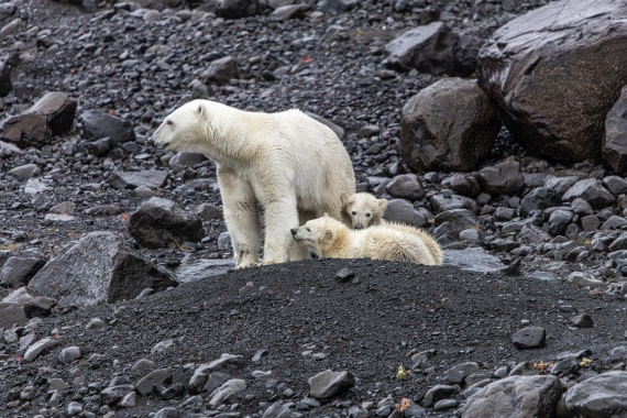 HDS12-25, Day 7,  5D5A6639.jpg © Unknown photographer - Oceanwide Expeditions.jpg