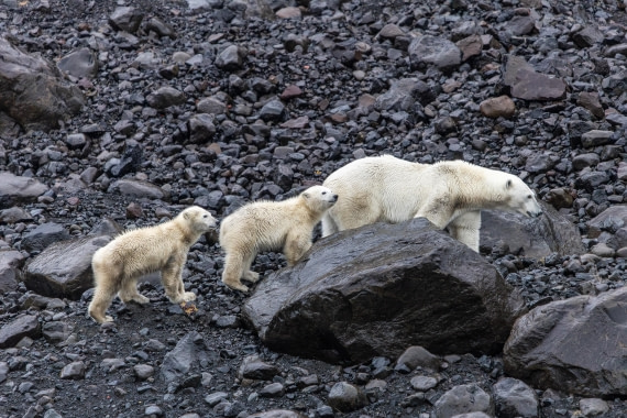 HDS12-25, Day 7,  5D5A6683.jpg © Unknown photographer - Oceanwide Expeditions.jpg