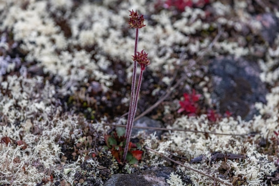 HDS12-25, Day 8,  5D5A6739.jpg © Unknown photographer - Oceanwide Expeditions.jpg